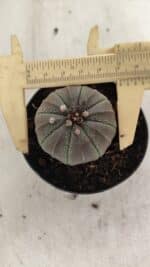 ASTROPHYTUM ASTERIAS  Nº 1067 – vaso 09