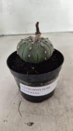 ASTROPHYTUM ASTERIAS  Nº 1068 – vaso 09 - Imagem 2