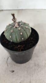 ASTROPHYTUM ASTERIAS  Nº 1068 – vaso 09 - Imagem 7