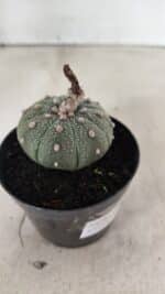 ASTROPHYTUM ASTERIAS  Nº 1068 – vaso 09 - Imagem 6