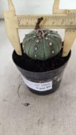 ASTROPHYTUM ASTERIAS  Nº 1068 – vaso 09 - Imagem 4