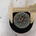 ASTROPHYTUM ASTERIAS  Nº 1068 – vaso 09