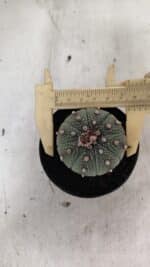 ASTROPHYTUM ASTERIAS  Nº 1068 – vaso 09