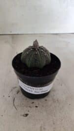 ASTROPHYTUM ASTERIAS STAR SHAPE Nº 1069 – vaso 09 - Imagem 2