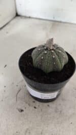 ASTROPHYTUM ASTERIAS STAR SHAPE Nº 1069 – vaso 09 - Imagem 8