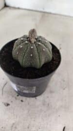 ASTROPHYTUM ASTERIAS STAR SHAPE Nº 1069 – vaso 09 - Imagem 7