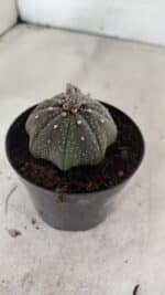 ASTROPHYTUM ASTERIAS STAR SHAPE Nº 1069 – vaso 09 - Imagem 6