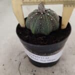 ASTROPHYTUM ASTERIAS STAR SHAPE Nº 1069 – vaso 09