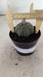 ASTROPHYTUM ASTERIAS STAR SHAPE Nº 1069 – vaso 09