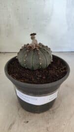 MATRIZ ASTROPHYTUM ASTERIAS Nº 1072 – vaso 15 - Imagem 2