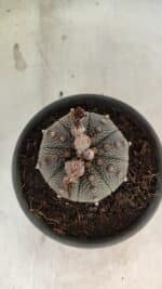 MATRIZ ASTROPHYTUM ASTERIAS Nº 1072 – vaso 15 - Imagem 3