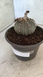 MATRIZ ASTROPHYTUM ASTERIAS Nº 1072 – vaso 15 - Imagem 9