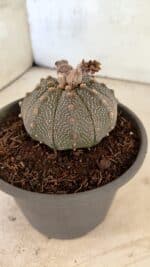 MATRIZ ASTROPHYTUM ASTERIAS Nº 1072 – vaso 15 - Imagem 8
