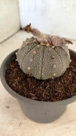 MATRIZ ASTROPHYTUM ASTERIAS Nº 1072 – vaso 15 - Imagem 7