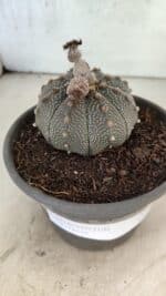 MATRIZ ASTROPHYTUM ASTERIAS Nº 1072 – vaso 15 - Imagem 6