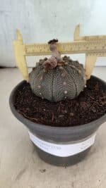 MATRIZ ASTROPHYTUM ASTERIAS Nº 1072 – vaso 15