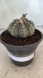 MATRIZ ASTROPHYTUM ASTERIAS Nº 1073 – vaso 15 - Imagem 2