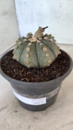 MATRIZ ASTROPHYTUM ASTERIAS Nº 1073 – vaso 15 - Imagem 9
