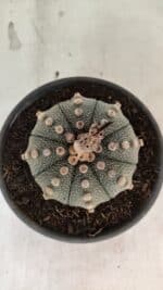 MATRIZ ASTROPHYTUM ASTERIAS Nº 1073 – vaso 15 - Imagem 3