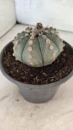 MATRIZ ASTROPHYTUM ASTERIAS Nº 1073 – vaso 15 - Imagem 8