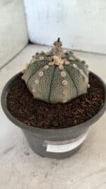 MATRIZ ASTROPHYTUM ASTERIAS Nº 1073 – vaso 15 - Imagem 6
