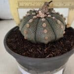 MATRIZ ASTROPHYTUM ASTERIAS Nº 1073 – vaso 15