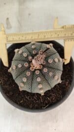 MATRIZ ASTROPHYTUM ASTERIAS Nº 1073 – vaso 15 - Imagem 5