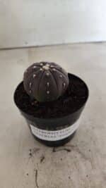 ASTROPHYTUM ASTERIAS “Purple”  Nº 1055 – vaso 09 - Imagem 2