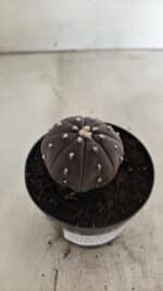ASTROPHYTUM ASTERIAS “Purple”  Nº 1055 – vaso 09 - Imagem 6