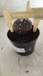 ASTROPHYTUM ASTERIAS “Purple”  Nº 1055 – vaso 09 - Imagem 4