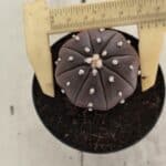 ASTROPHYTUM ASTERIAS “Purple”  Nº 1055 – vaso 09