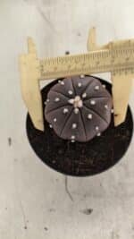 ASTROPHYTUM ASTERIAS “Purple”  Nº 1055 – vaso 09