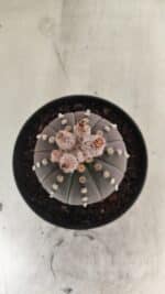 ASTROPHYTUM ASTERIAS “Purple”  Nº 1057 – vaso 11 - Imagem 3