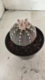 ASTROPHYTUM ASTERIAS “Purple”  Nº 1057 – vaso 11 - Imagem 7