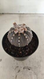 ASTROPHYTUM ASTERIAS “Purple”  Nº 1057 – vaso 11 - Imagem 6