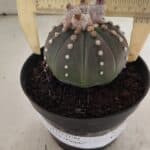 ASTROPHYTUM ASTERIAS “Purple”  Nº 1057 – vaso 11