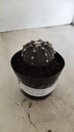 ASTROPHYTUM ASTERIAS “Purple”  Nº 1058 – vaso 09 - Imagem 2