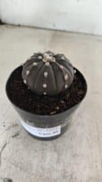 ASTROPHYTUM ASTERIAS “Purple”  Nº 1058 – vaso 09 - Imagem 9