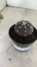 ASTROPHYTUM ASTERIAS “Purple”  Nº 1058 – vaso 09 - Imagem 6