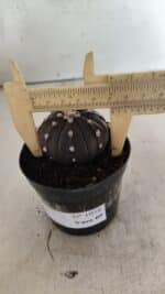 ASTROPHYTUM ASTERIAS “Purple”  Nº 1058 – vaso 09 - Imagem 4