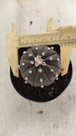 ASTROPHYTUM ASTERIAS “Purple”  Nº 1058 – vaso 09