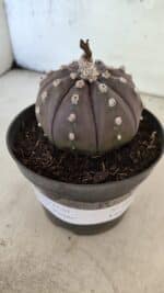 ASTROPHYTUM ASTERIAS “Purple”  Nº 1070 – vaso 11 - Imagem 2