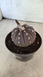 ASTROPHYTUM ASTERIAS “Purple”  Nº 1070 – vaso 11 - Imagem 7