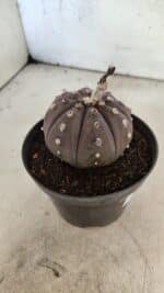 ASTROPHYTUM ASTERIAS “Purple”  Nº 1070 – vaso 11 - Imagem 6