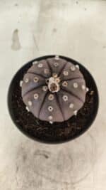 ASTROPHYTUM ASTERIAS “Purple”  Nº 1070 – vaso 11 - Imagem 3