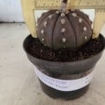 ASTROPHYTUM ASTERIAS “Purple”  Nº 1070 – vaso 11