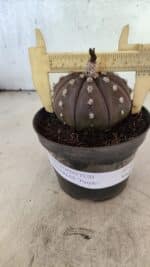 ASTROPHYTUM ASTERIAS “Purple”  Nº 1070 – vaso 11