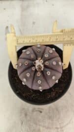 ASTROPHYTUM ASTERIAS “Purple”  Nº 1070 – vaso 11 - Imagem 5