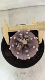 ASTROPHYTUM ASTERIAS “Purple”  Nº 1071 – vaso 15