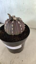 ASTROPHYTUM ASTERIAS “Purple”  Nº 1071 – vaso 15 - Imagem 9